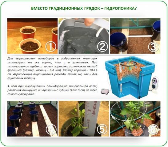 When to plant tomatoes in a greenhouse in Siberia