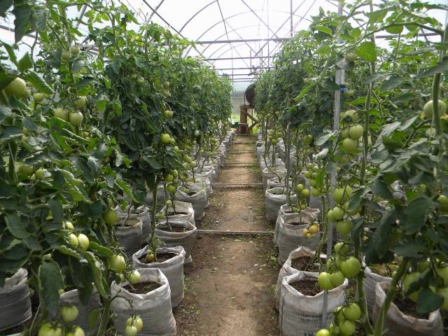 When to plant tomatoes in a greenhouse in Siberia