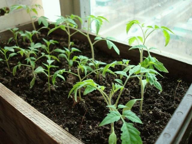 When to plant tomatoes in a greenhouse in Siberia