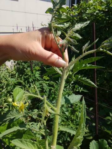 When to plant tomatoes in a greenhouse in Siberia