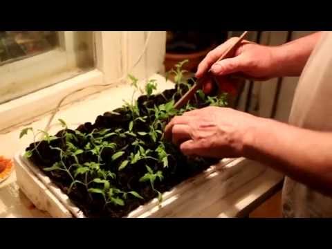 When to plant tomatoes in a greenhouse in Siberia