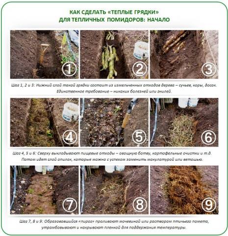 When to plant tomatoes in a greenhouse in Siberia