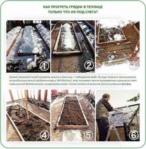 When to plant tomatoes in a greenhouse in Siberia