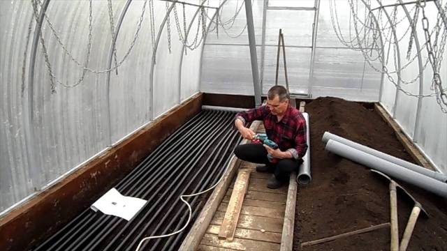 When to plant tomatoes in a greenhouse in Siberia