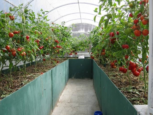 When to plant tomatoes in a greenhouse in Siberia