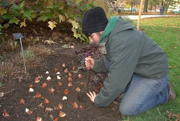 When to plant tulips in autumn in Siberia 