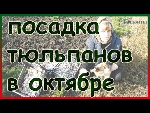 When to plant tulips in autumn in Siberia 