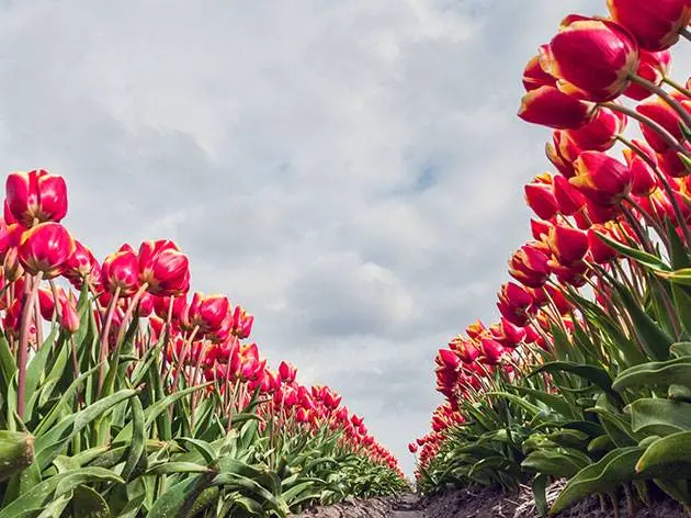 When to plant tulips in autumn in Siberia 