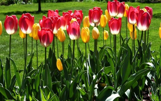 When to plant tulips in autumn in the suburbs