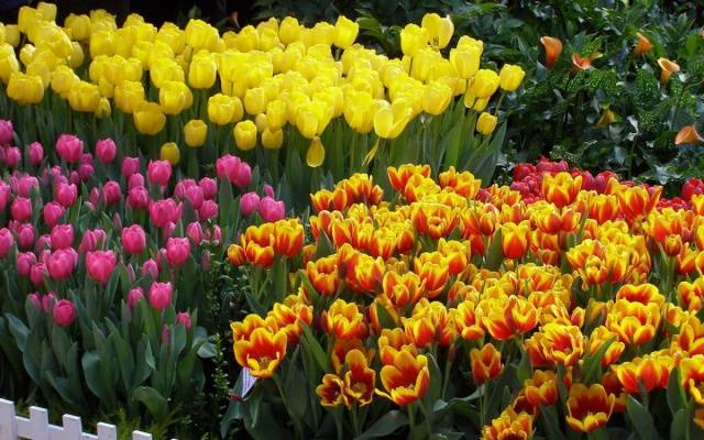 When to plant tulips in autumn in the suburbs