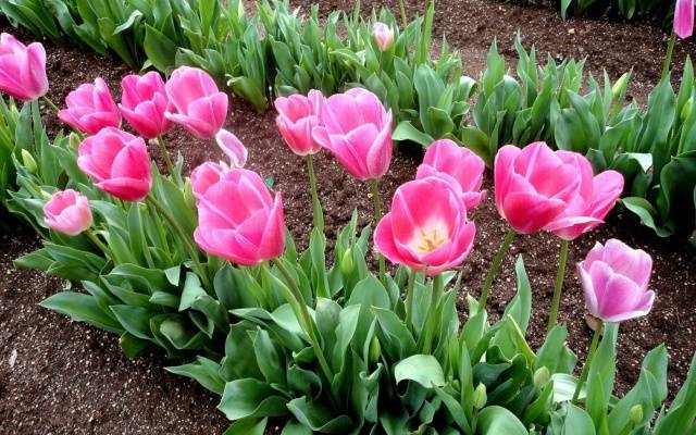 When to plant tulips in autumn in the suburbs