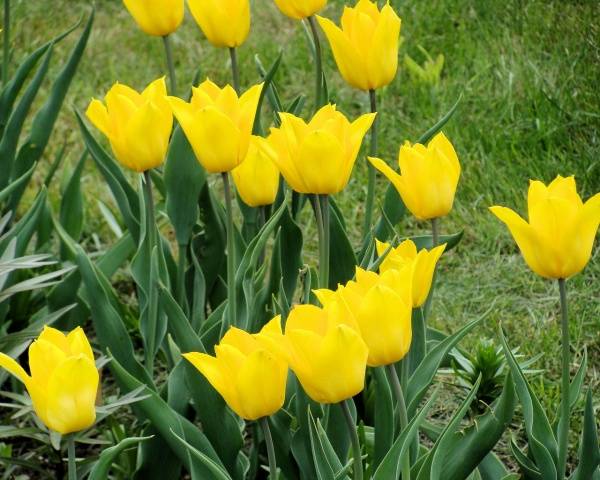 When to plant tulips in autumn in the suburbs