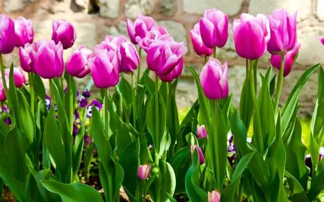 When to plant tulips in autumn in the suburbs