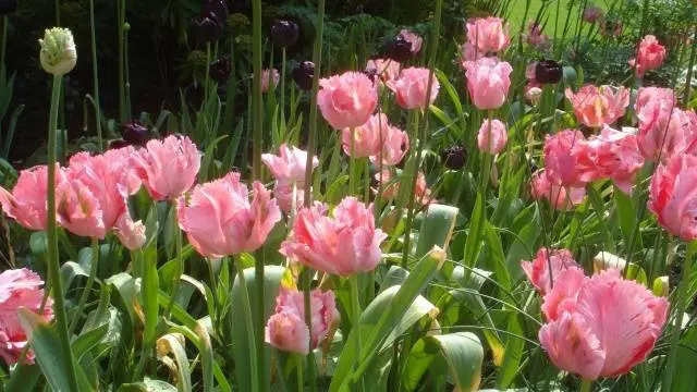 When to plant tulips in autumn in the suburbs