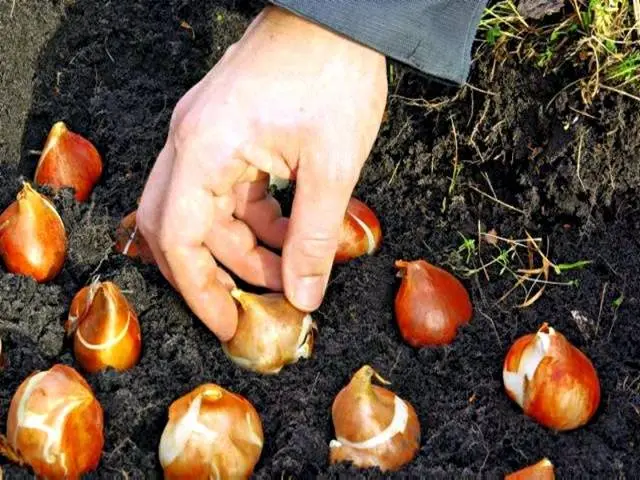 When to plant tulips in autumn in the suburbs