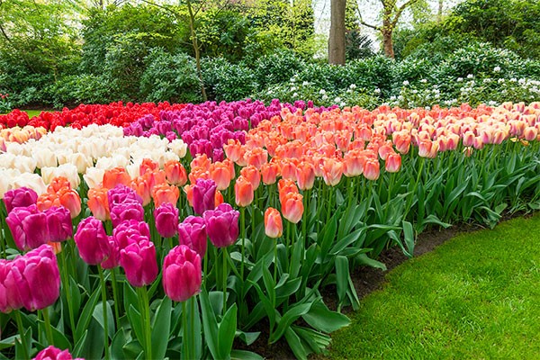 When to plant tulips in autumn in the suburbs