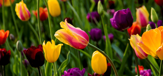 When to plant tulips in autumn in the Urals 