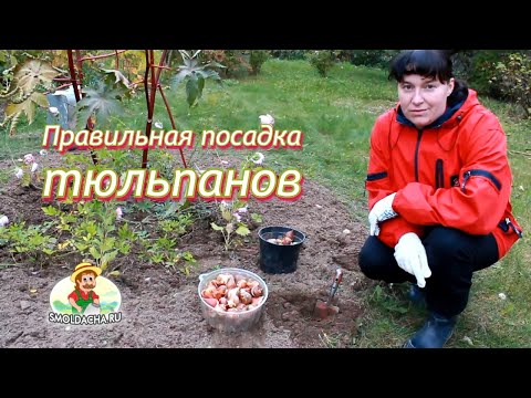 When to plant tulips in autumn in the Urals 