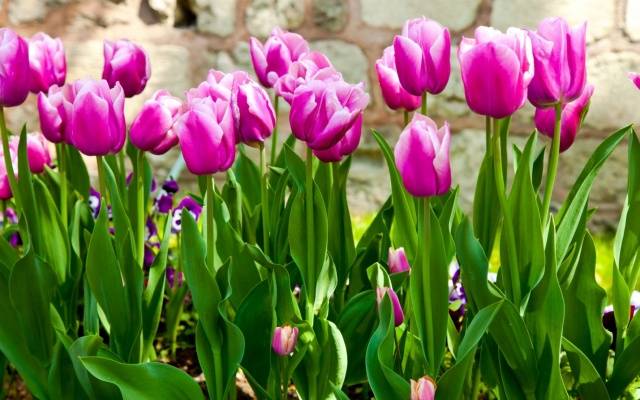 When to plant tulips in autumn in the Urals 