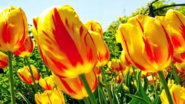 When to plant tulips in autumn in the Urals 