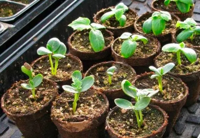 When to plant watermelon seedlings in Siberia