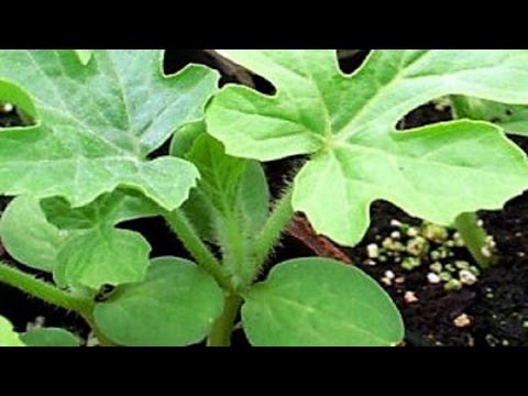 When to plant watermelon seedlings in Siberia