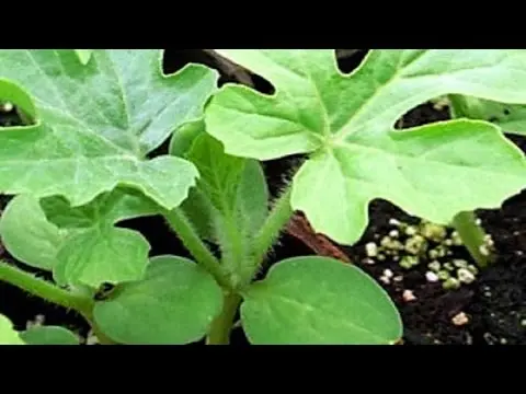 When to plant watermelon seedlings in Siberia