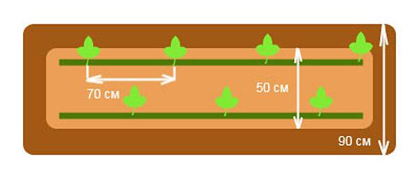 When to plant watermelon seedlings in Siberia