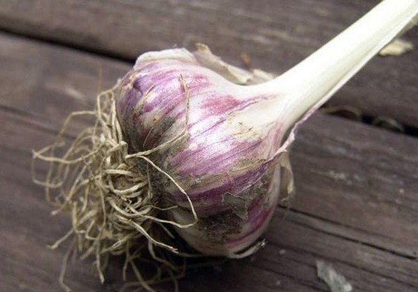 When to plant winter garlic in Siberia: recommendations