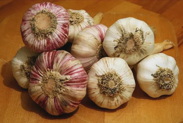 When to plant winter garlic in Siberia: recommendations