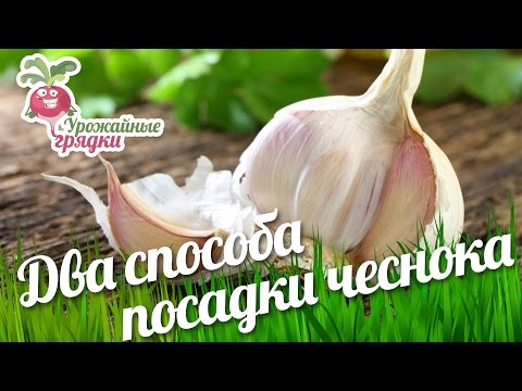 When to plant winter garlic in Siberia: recommendations