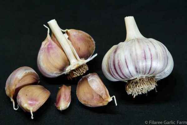 When to plant winter garlic in Siberia: recommendations