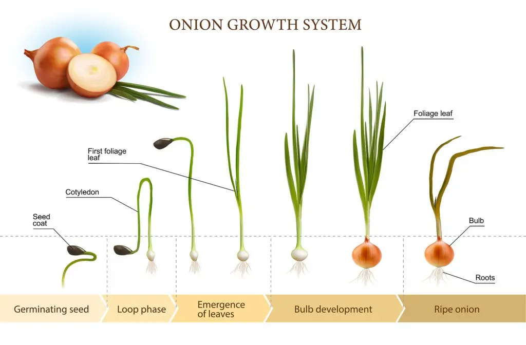 When to plant winter onions according to the lunar calendar