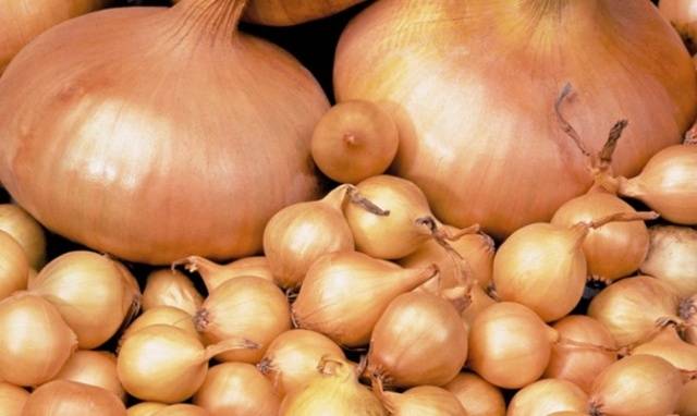 When to plant winter onions in Siberia