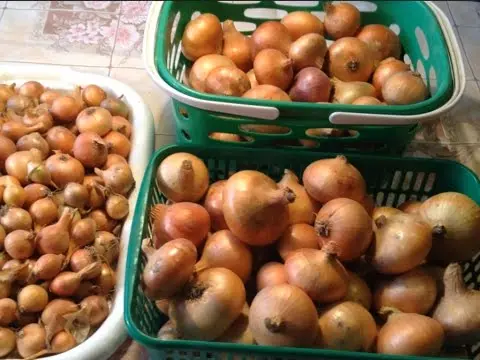 When to plant winter onions in Siberia