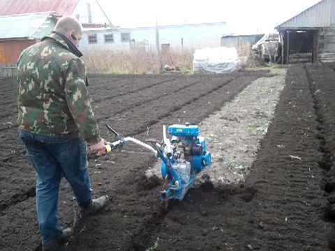 When to plant winter onions in Siberia