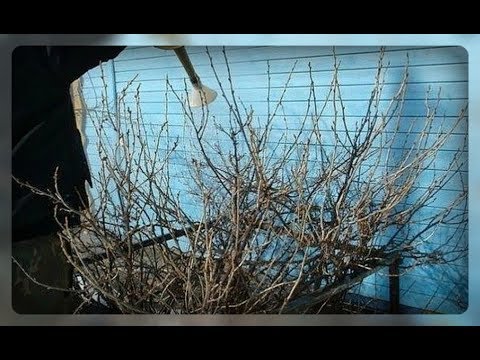 When to pour currants with boiling water