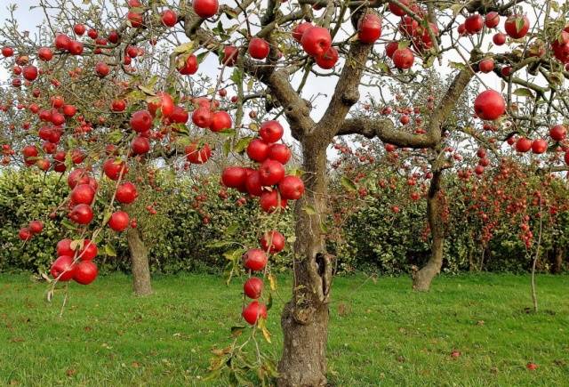 When to prune apple trees in autumn: in what month