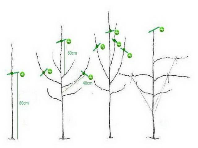 When to prune apple trees in autumn: in what month