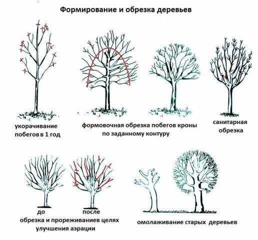 When to prune apple trees in autumn: in what month