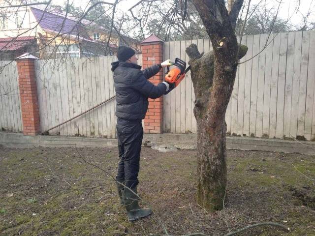 When to prune apple trees in autumn: in what month