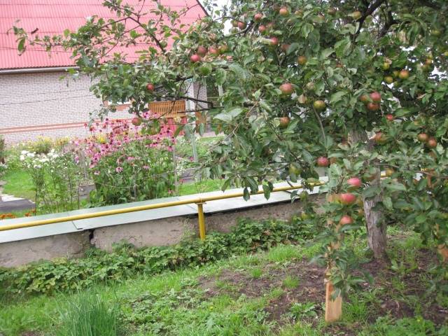 When to prune apple trees in autumn: in what month