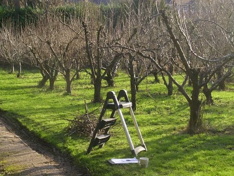 When to prune apple trees in autumn: in what month