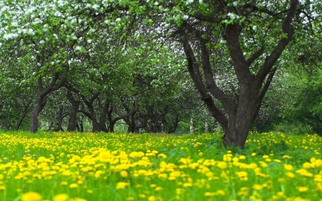 When to prune apple trees in autumn: in what month