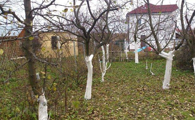 When to prune apple trees in autumn: in what month