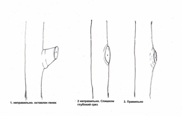 When to prune apple trees in autumn: in what month