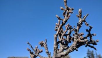 When to prune apple trees in autumn: in what month