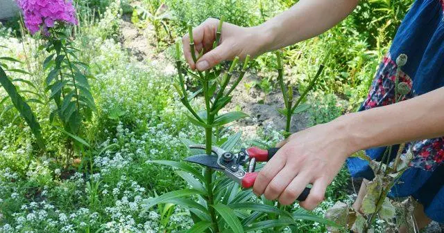 When to prune lilies in the fall after flowering