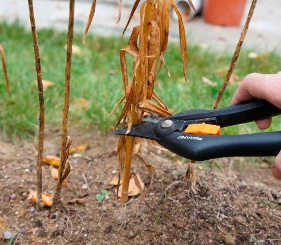 When to prune lilies in the fall after flowering