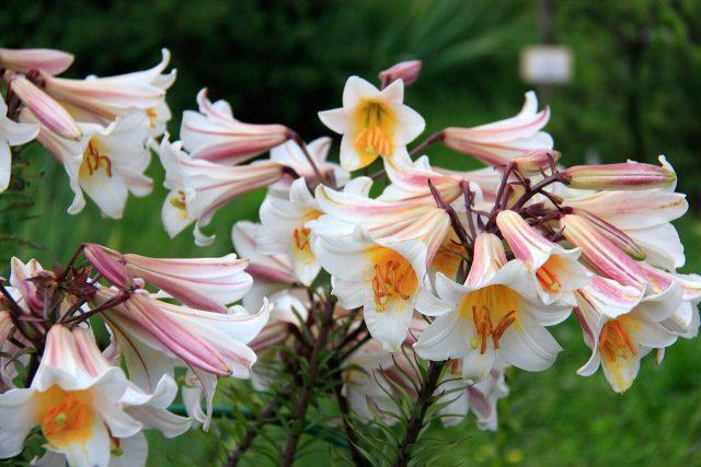 When to prune lilies in the fall after flowering